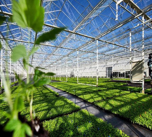 Van der Avoird Trayplant